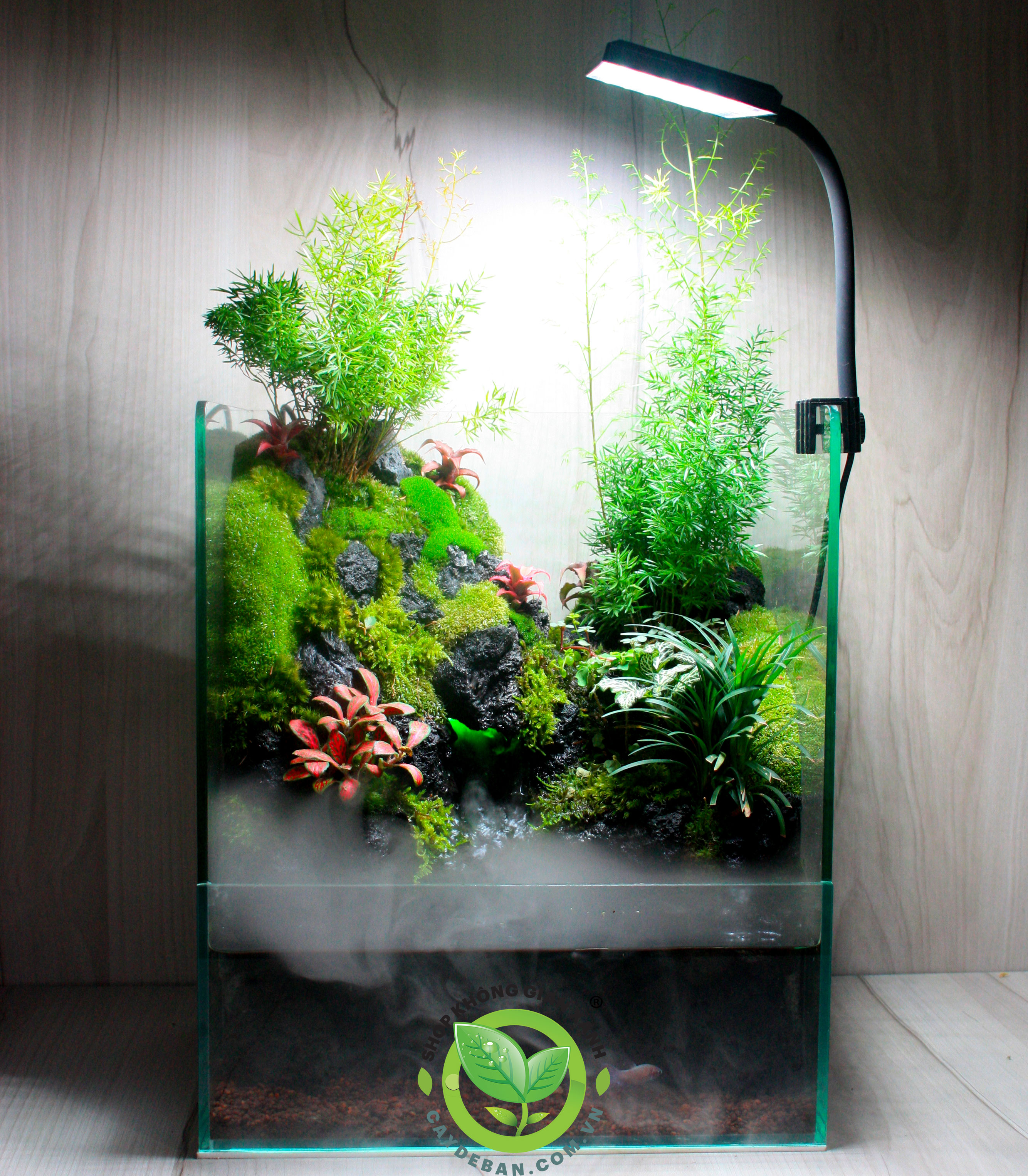 Paludarium - Bán cạn Đồi Trúc 30.25.35